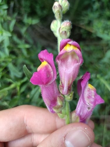 Antirrhinum majus