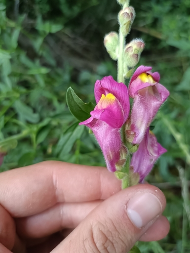 Antirrhinum majus