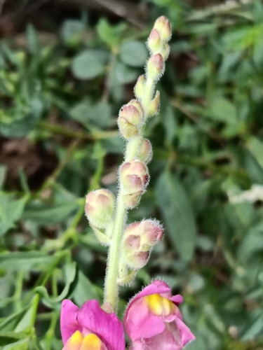 Antirrhinum majus
