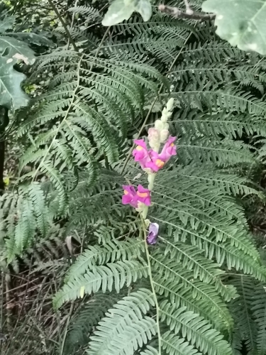 Antirrhinum majus