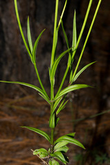 Gentianopsis lanceolata