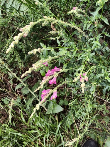Antirrhinum majus