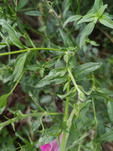 Antirrhinum majus