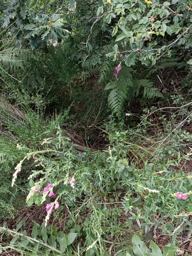 Antirrhinum majus