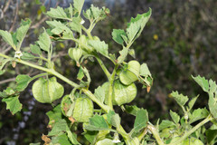 Physalis nicandroides