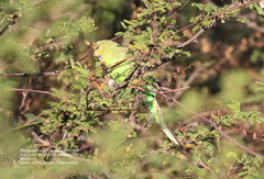 Melopsittacus undulatus domesticus