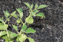Physalis nicandroides
