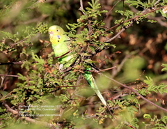 Melopsittacus undulatus domesticus