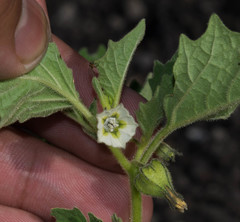 Physalis nicandroides