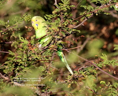 Melopsittacus undulatus domesticus