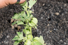 Physalis nicandroides