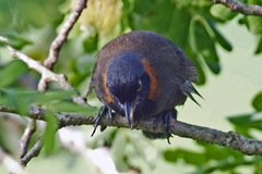 Pterorhinus ruficollis