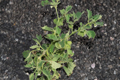 Physalis nicandroides