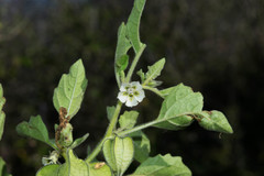 Physalis nicandroides