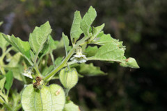 Physalis nicandroides