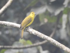 Iole indica