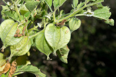 Physalis nicandroides