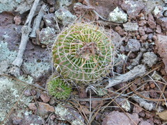 Echinofossulocactus pentacanthus
