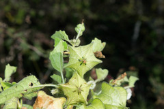 Physalis nicandroides