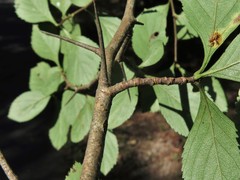 Crataegus collina
