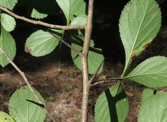 Crataegus collina
