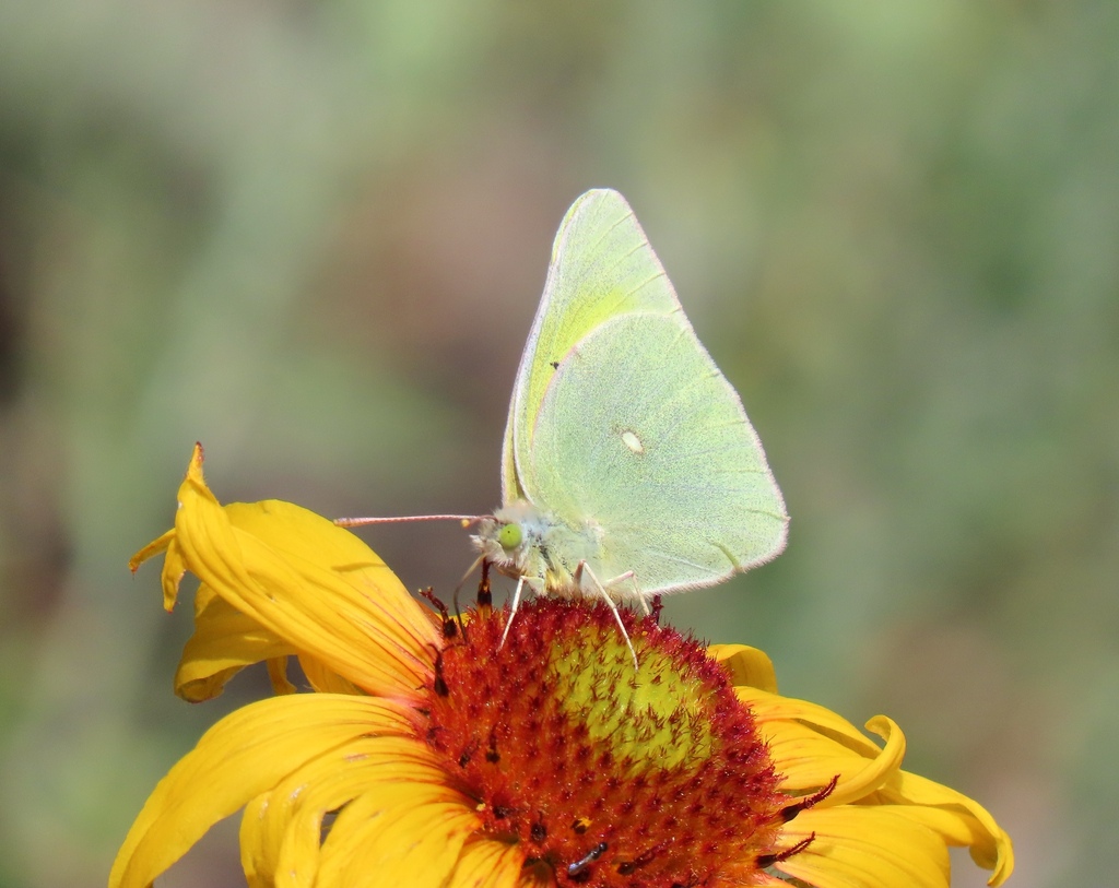 Queen Alexandra's Sulphur