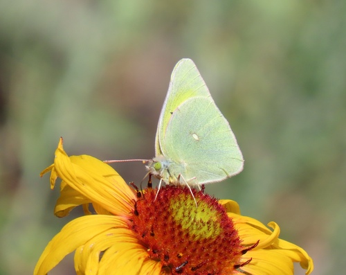 Queen Alexandra's Sulphur