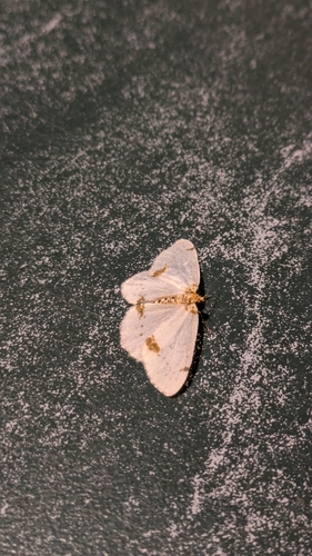 Abraxas pantaria