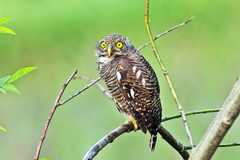 Glaucidium cuculoides