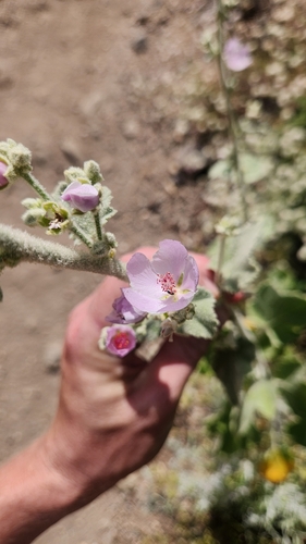 Malacothamnus davidsonii, photograph 4