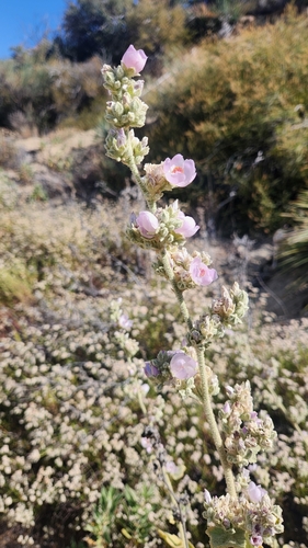 Tujunga bushmallow (Malacothamnus davidsonii)