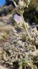Malacothamnus davidsonii, photograph author not stated, no rights reserved