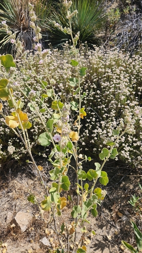 Malacothamnus davidsonii, photograph 3
