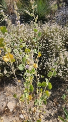 Malacothamnus davidsonii, photograph author not stated, no rights reserved