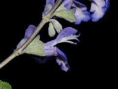 Salvia pruinosa