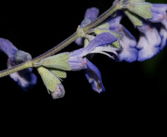 Salvia pruinosa