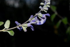 Salvia pruinosa