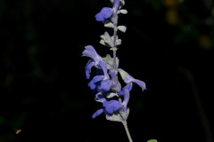 Salvia pruinosa