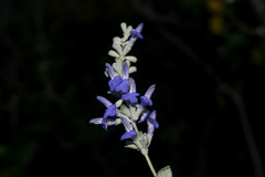 Salvia pruinosa
