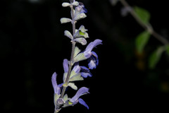 Salvia pruinosa