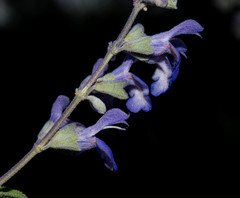 Salvia pruinosa