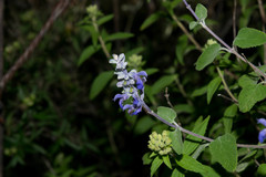 Salvia pruinosa