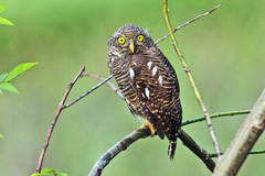 Glaucidium cuculoides