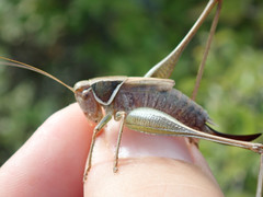 Sepiana sepium