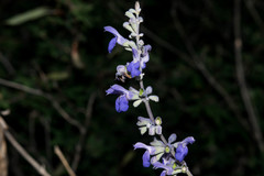 Salvia pruinosa