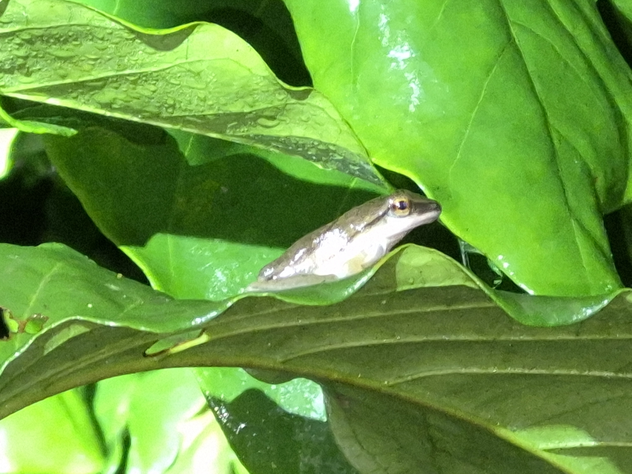 Nagercoil Whipping Frog