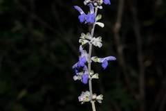 Salvia pruinosa