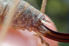 Sepiana sepium