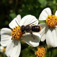 Osmia azteca