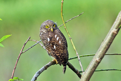 Glaucidium cuculoides